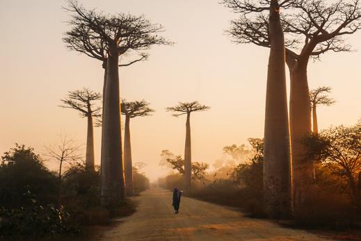 What is Baobab and why is it so popular?