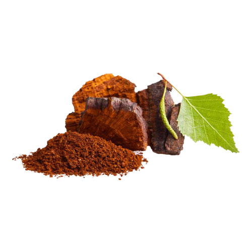 Chaga Svamp