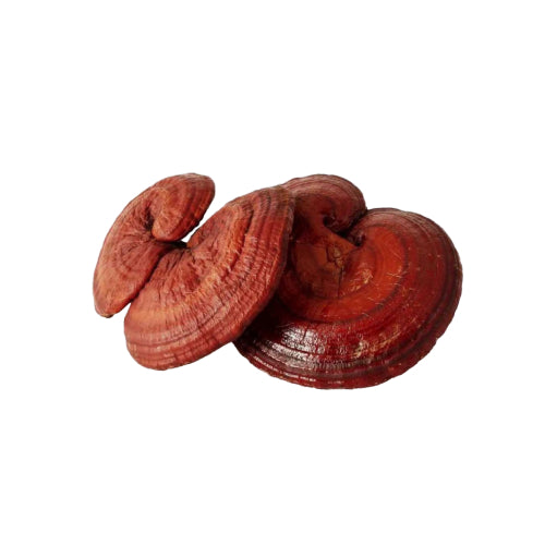 REISHI